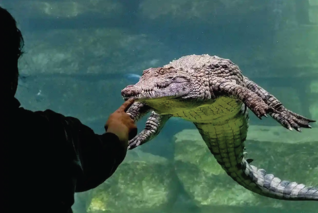 Crocodile
