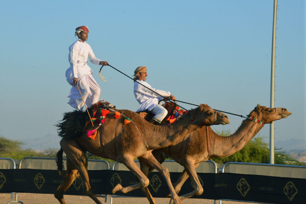 Camel Riding Stories