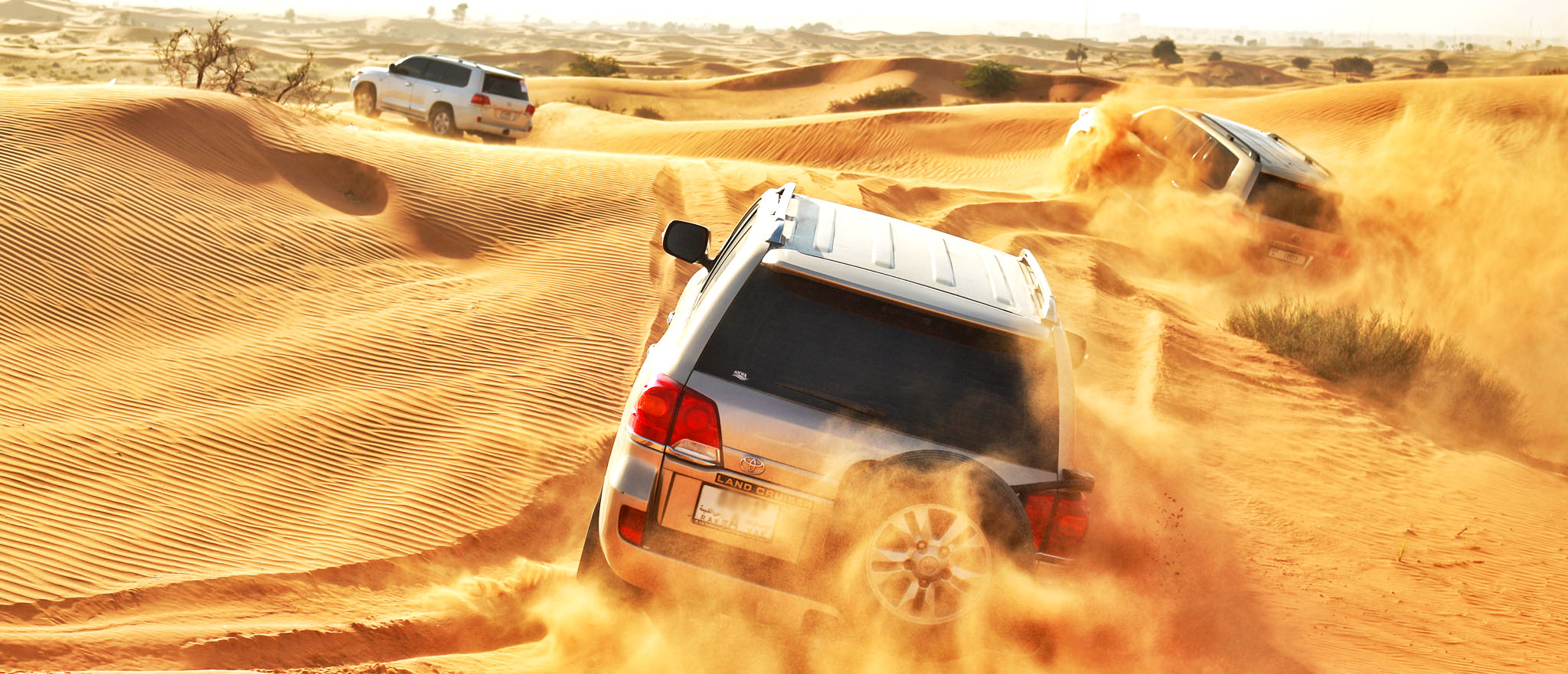 Book a Morning Safari