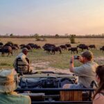An Evening Safari