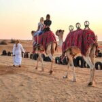 Perfect Desert Safari