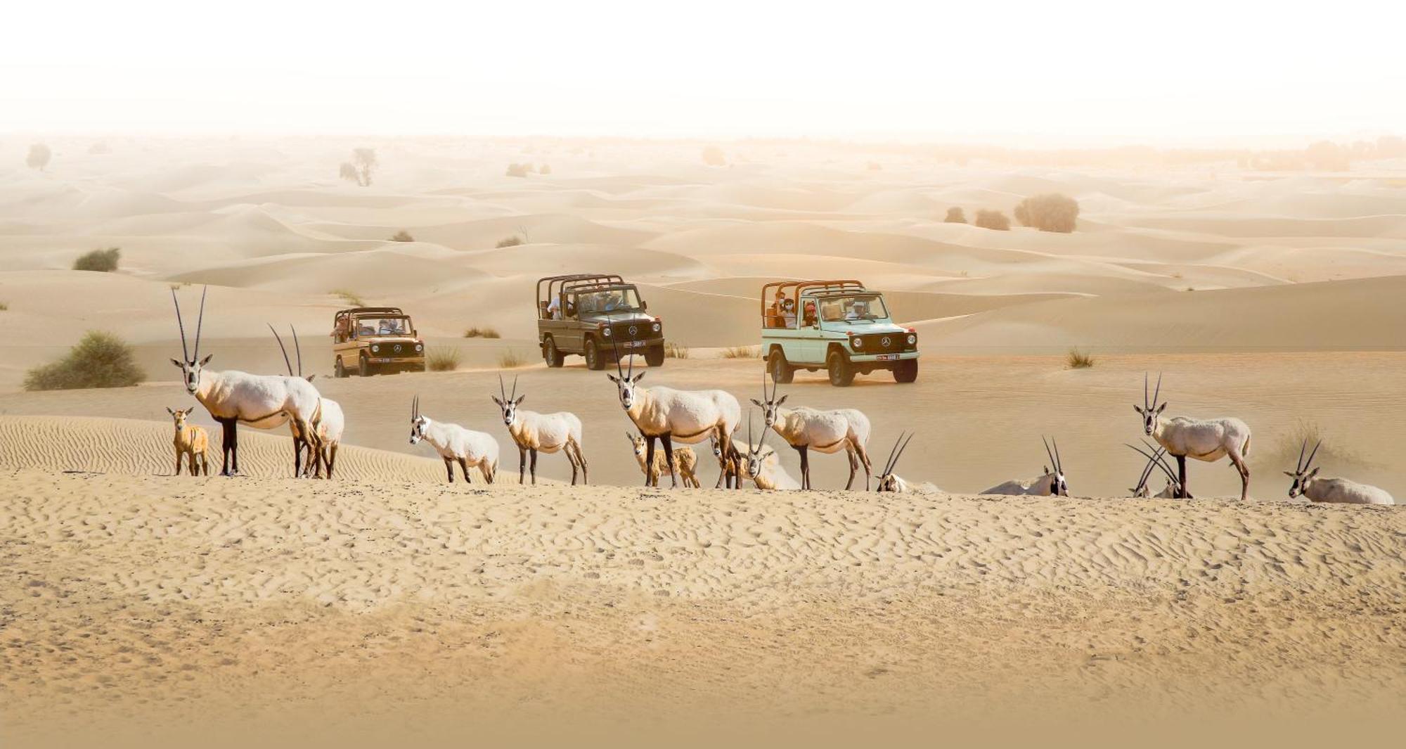 Wear for Desert Safari